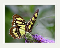 Butterfly Flutter