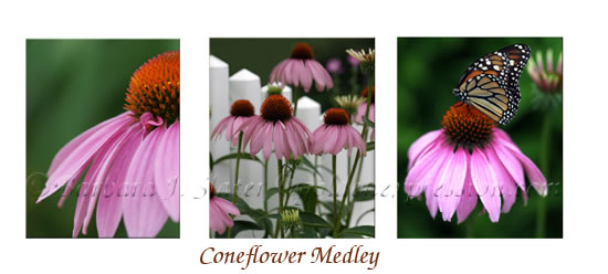 Coneflower Medley