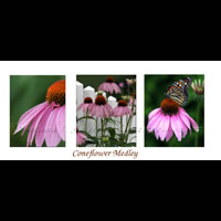 Coneflower Medley