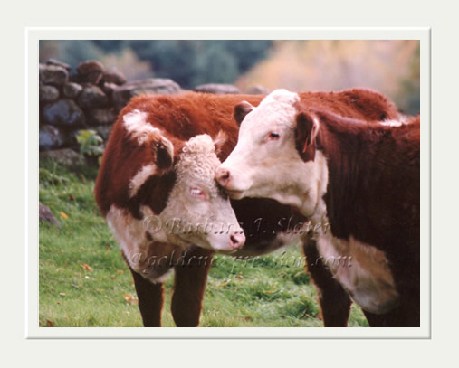 Cow Couple