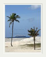Cruise Ship Between Palms