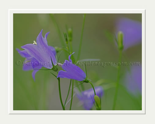 Fields of Blue