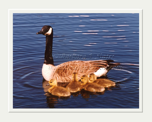 Geese on Pond