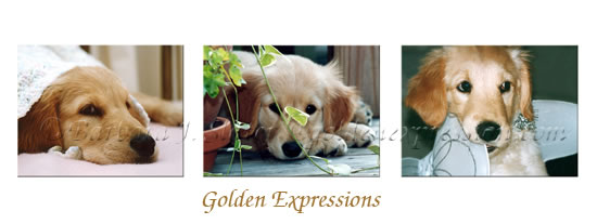 Golden Expression