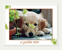 Golden in Garden w/Edge