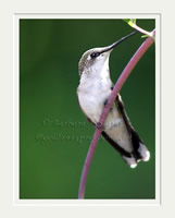 Hummingbird on Branch