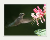Hummingbird a Flutter