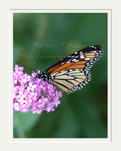 Monarch Butterfly