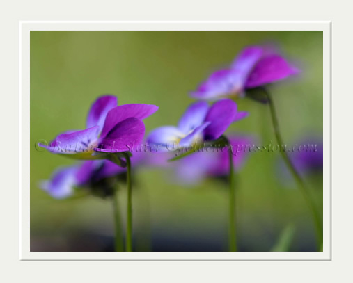 Pansy Flutter