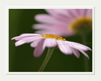 Pink Daisy