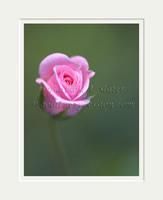 Pink Rose Bud