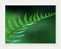 Single Fern