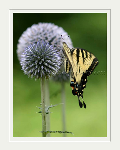 Swallowtail on Thistle