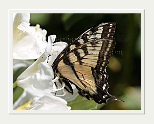 Tiger Swallowtail on Azalea
