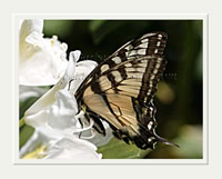 Tiger Swallowtail on Azalea