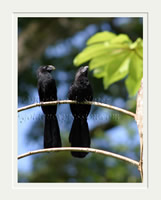 Tropical Blackbird Couple