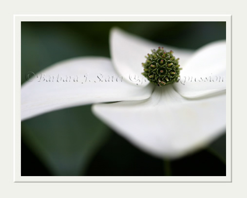 White Dogwood