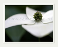 White Dogwood