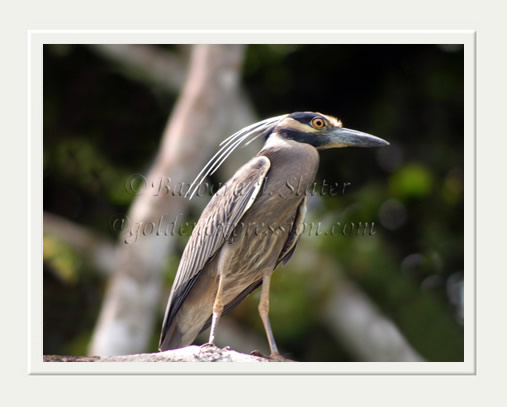 Yellow Crowned Night Heron