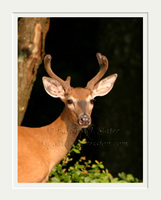 Young Buck