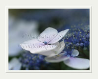 Blue Lace Hydrangea