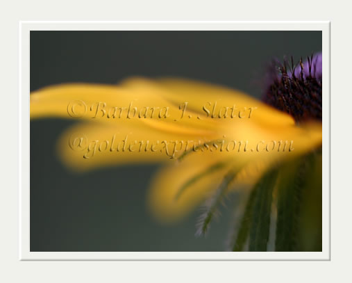 Flirty Blackeyed Susan